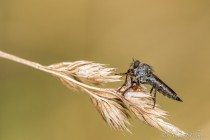 20130817-Empis -0001.jpg